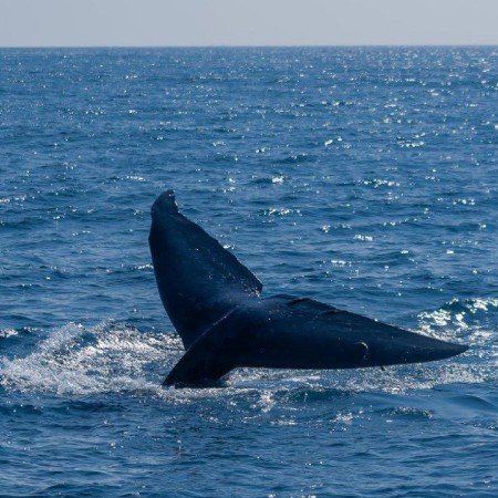  عکس طبیعت واقعی با کیفیت بالا