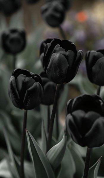  عکس طبیعت واقعی ساده