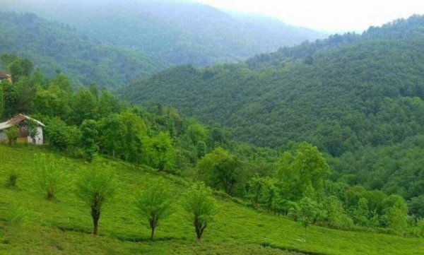  عکس جنگل پاییزی شمال