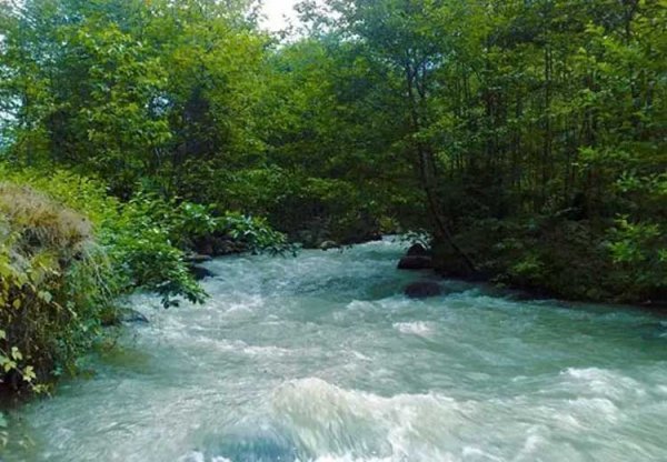  عکس جنگل پاییزی شمال