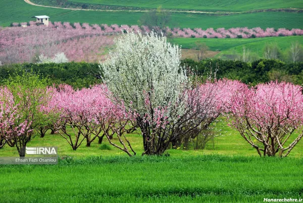 عکس طبیعت شمال در بهار