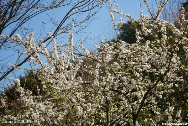  عکس طبیعت شمال در بهار