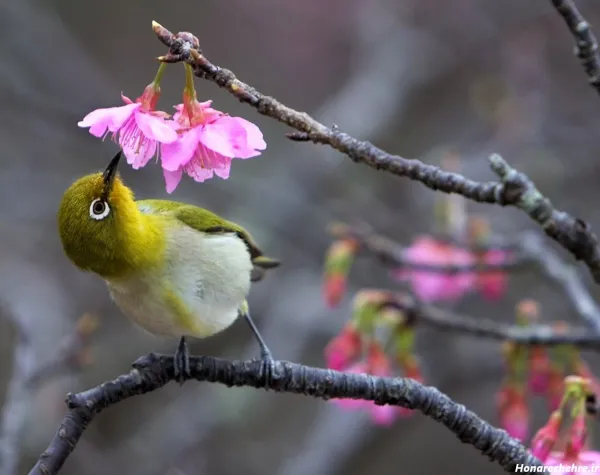  عکس طبیعت شمال در بهار