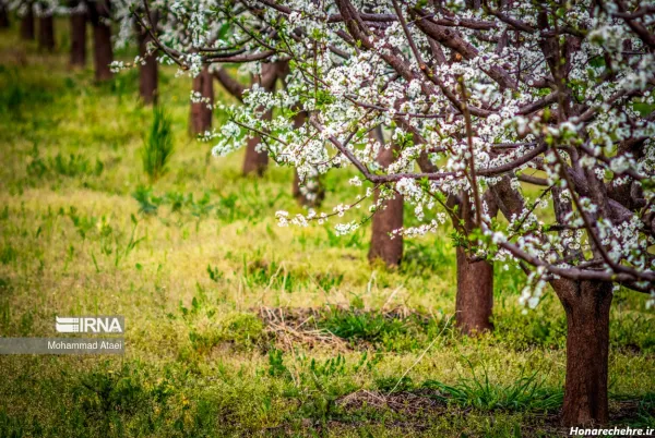  عکس طبیعت شمال در بهار