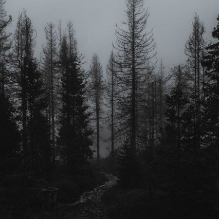  عکس جنگل شمال در شب