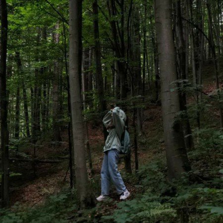  عکس جنگل شمال در شب