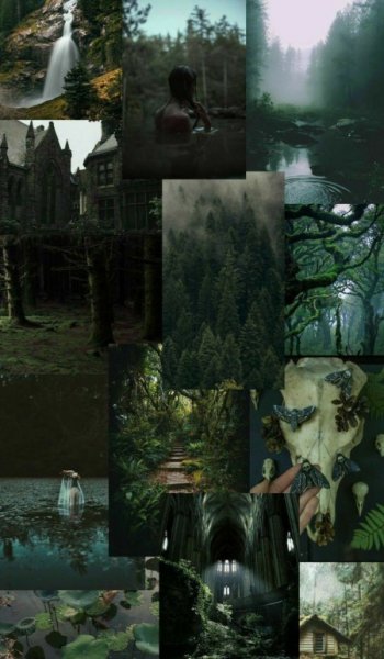  عکس جنگل شمال در شب