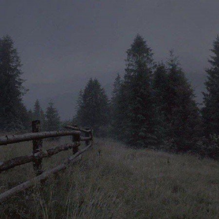  عکس جنگل شمال در شب