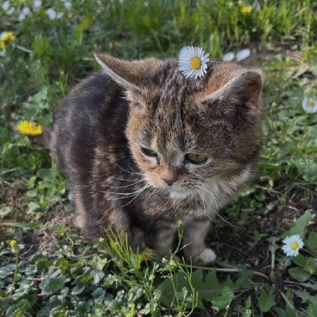  عکس جنگل شمال در شب