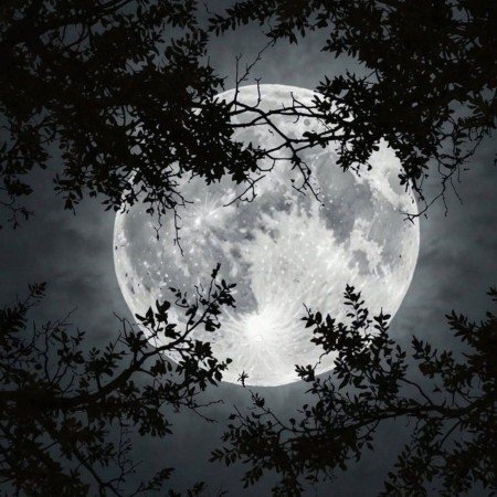  عکس جنگل شمال در شب