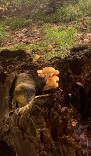  عکس جنگل شمال در شب