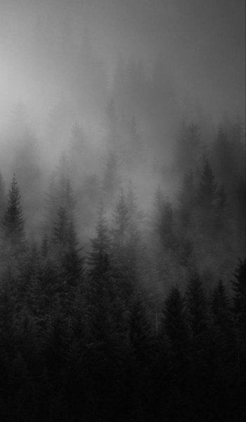  عکس جنگل شمال در شب