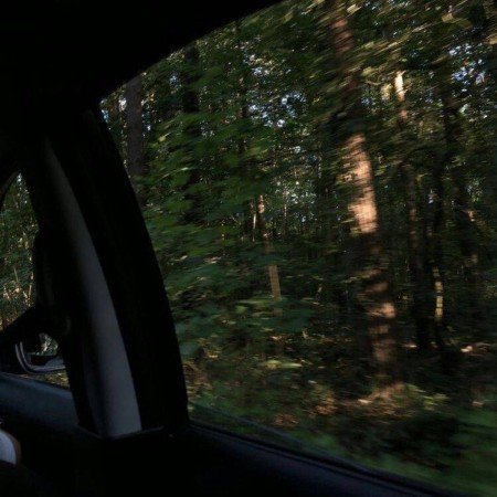  عکس جنگل شمال در شب