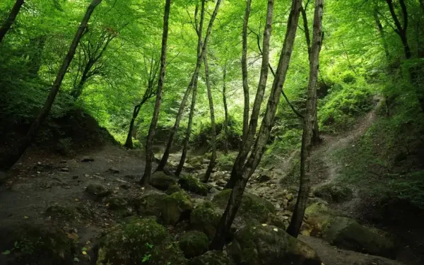 عکس طبیعت شمال گیلان