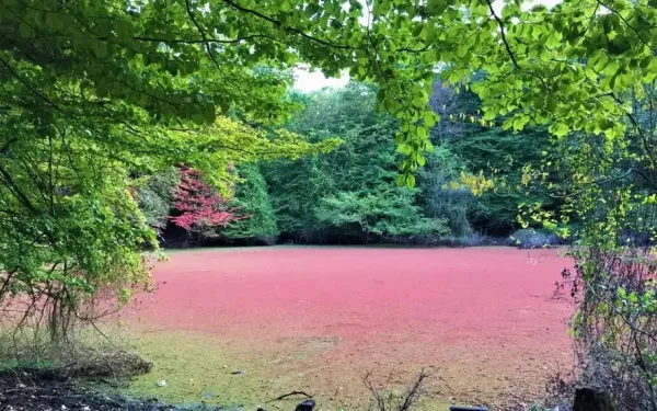  عکس طبیعت شمال گیلان