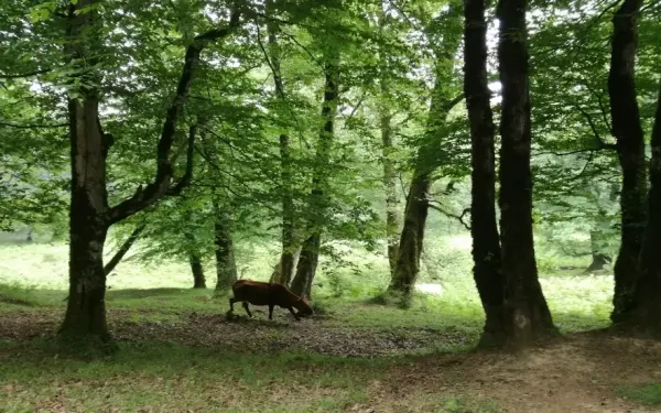  عکس طبیعت شمال گیلان