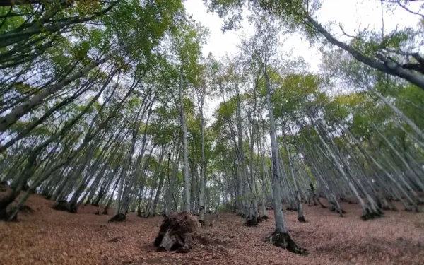  عکس طبیعت شمال گیلان