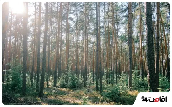  عکس شمال چالوس