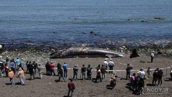  عکس شمال چالوس دریا