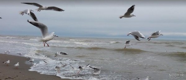  عکس شمال چالوس دریا