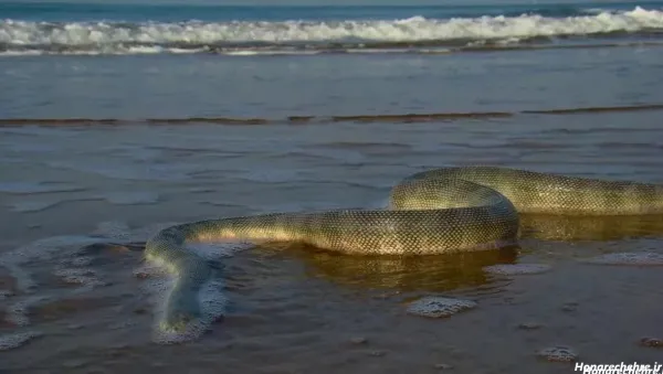  عکس دریای خزر واقعی