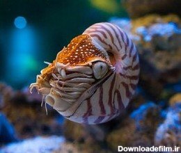  عکس عمق دریای خزر