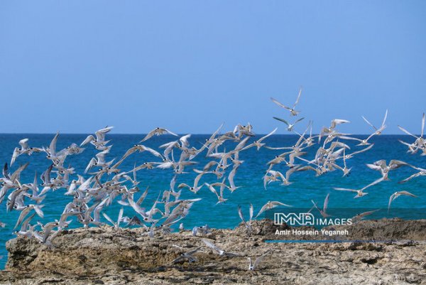  عکس خلیج فارس از نزدیک