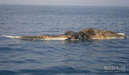  عکس دریای خلیج فارس از بالا