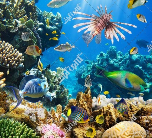  عکس داخل دریا واقعی