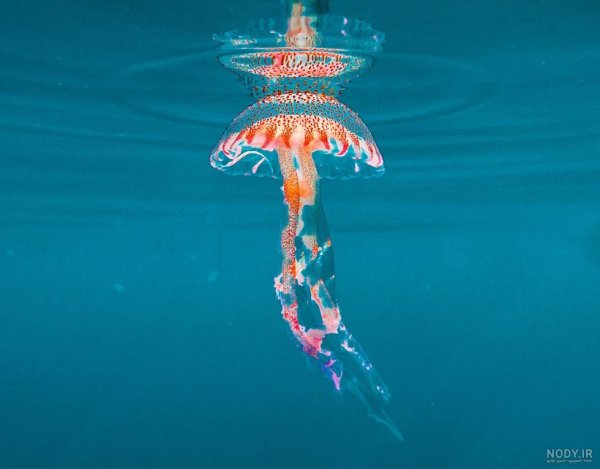  عکس داخل دریا واقعی