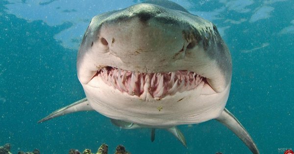  عکس داخل دریا واقعی