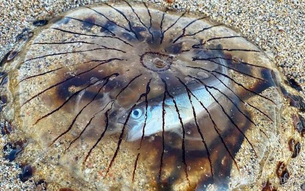  عکس داخل دریا واقعی