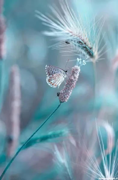  178 عکس پس زمینه شیک و باکلاس متحرک