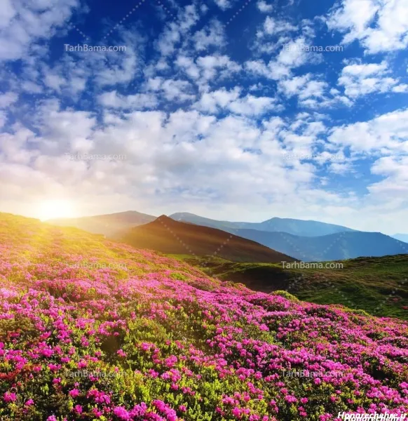  عکس طبیعت فوق العاده زیبا گل