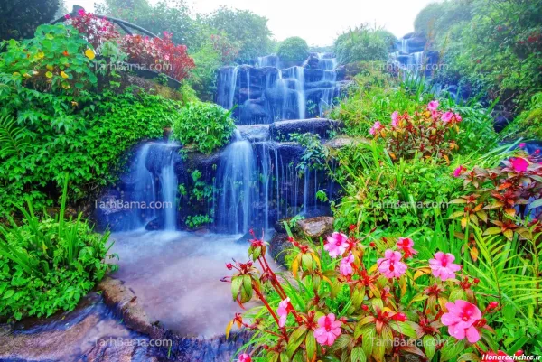  عکس طبیعت فوق العاده زیبا گل