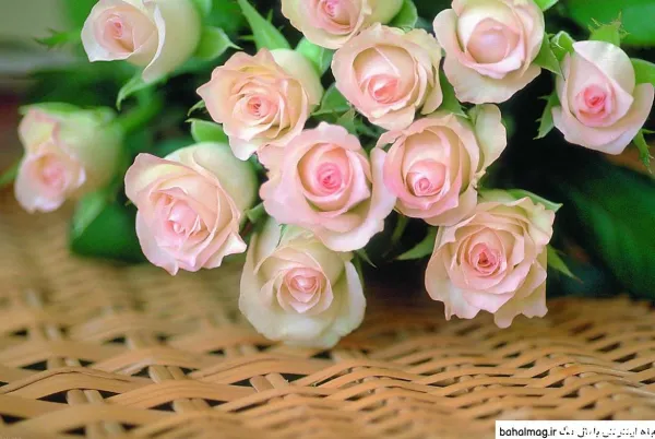  عکس طبیعت فوق العاده زیبا گل