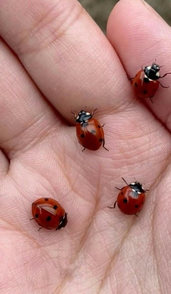  عکس منظره زیبا واقعی