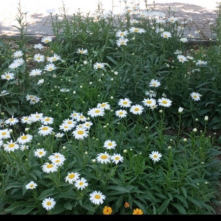  عکس منظره زیبا واقعی