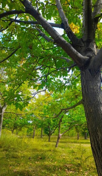  عکس طبیعت واقعی ایران