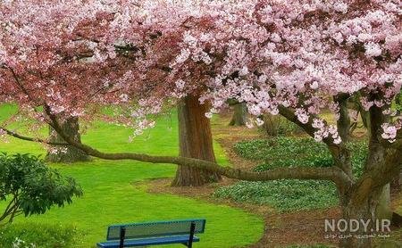  عکس دشت زیبا