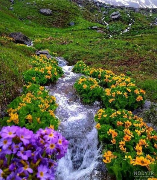  عکس دشت زیبا