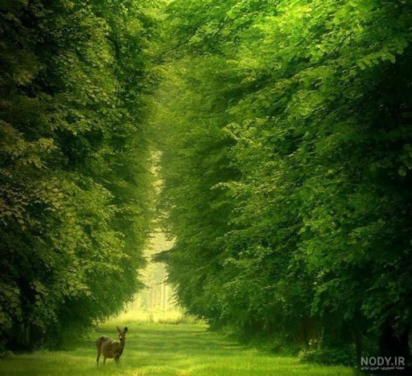  عکس دشت زیبا