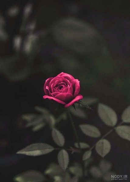  عکس برای استوری روبیکا