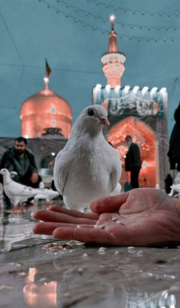  عکس حرم امام رضا واقعی