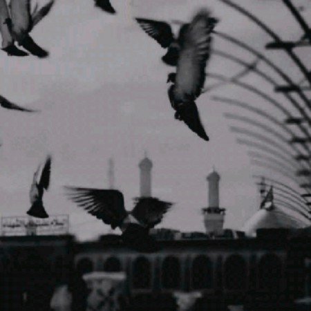  عکس حرم امام رضا امروز