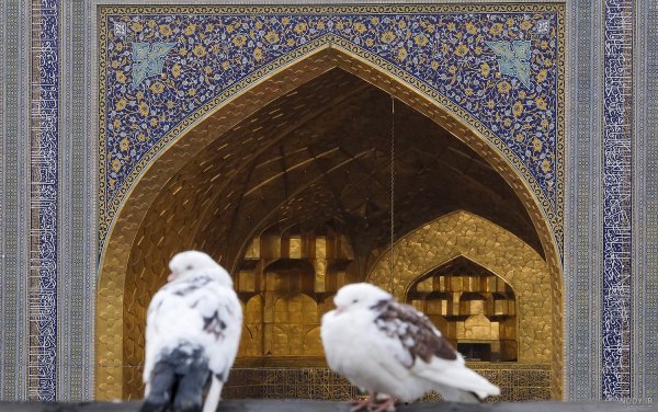 عکس حرم امام رضا با کبوتر