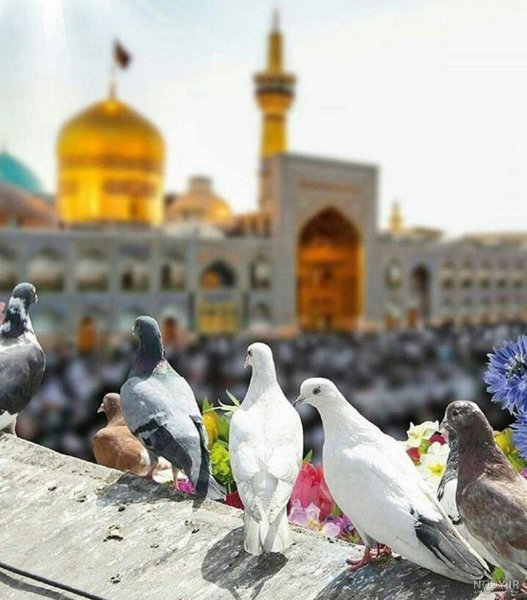  عکس حرم امام رضا با کبوتر