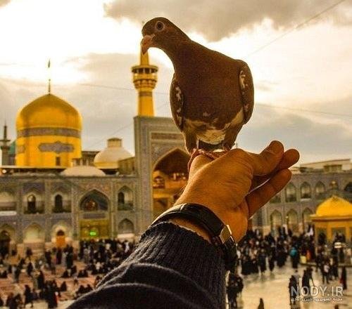  عکس حرم امام رضا با کبوتر