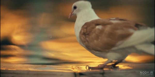  عکس حرم امام رضا با کبوتر