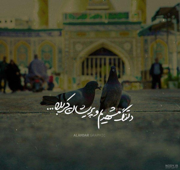 عکس حرم امام رضا با کبوتر